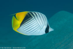 BD-131212-Marsa-Alam-1349-Chaetodon-auriga.-Forsskål.-1775-[Threadfin-butterflyfish.-Flaggfisk].jpg